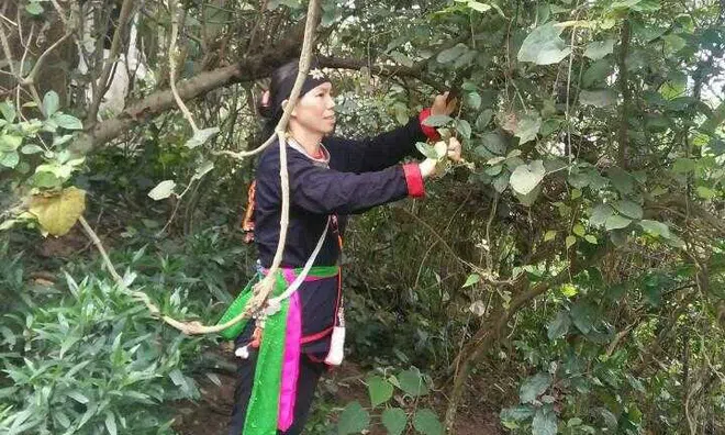 “Thần y” núi Tản tiết lộ loại thảo dược không thể thiếu trong bài thuốc bí truyền đặc trị xương khớp